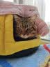 贝初众猫窝四季通用封闭式可拆洗猫屋冬天宠物窝大中小型犬狗窝冬季保暖 南瓜窝【45*45*35推荐13斤内】 全包围 柔软舒适 实拍图