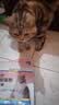 优趣猫粮全价粮通用成猫幼猫粮成年猫高蛋白营养天然英短蓝猫 无谷鲜肉粮cp40%高蛋白1.5kg*2袋 实拍图
