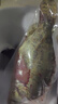 品鲜肴淡水鱼生态桂鱼鳜鱼鳌花鱼桂花季花鱼自然捕获鲜活现杀生鲜水产 净膛后600-650g/条【1.5斤活杀】 实拍图