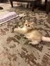 牧灵CFA赛级逗猫棒猫咪玩具自嗨解闷逗猫棒羽毛铃铛替换头小宠物用品 【限量100件】CFA赛级逗猫棒 实拍图