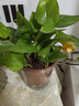 双盟 绿萝盆栽除甲醛花卉绿植办公室新房净化空气110款10盆装源头直发 实拍图
