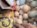 【无抗】大码鲜鸡蛋1.8kg 实拍图