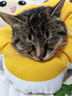 华元宠具（hoopet）猫咪伊丽莎白圈项圈宠物狗狗圈耻辱圈颈圈脖圈头套犬防舔头罩头套 实拍图
