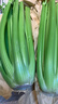 京鲜生山东新鲜大西芹净重4.5斤榨汁现挖芹菜鲜嫩蔬菜 去半叶源头直发 实拍图