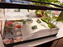 阔庭乌龟缸生态缸宠物饲养箱透明爬宠专用黑色款 实拍图
