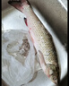鲜活放心草鱼1-1.25kg/条 实拍图