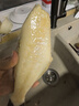 棠鲜生三去耗儿鱼新鲜冷冻扒皮鱼剥皮马面鱼无头鱼玻璃鱼海鲜水产 三去耗儿鱼3斤装 0.6-1斤/条 实拍图