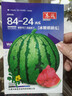 【亏本冲量】西瓜种子西瓜阳台盆栽农家田园瓜种大全各种各样 冰糖麒麟西瓜种子1包约50粒 实拍图