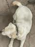 诚实一口N01双拼犬粮鸭肉梨 2kg*1袋+N01双拼犬粮山药牛2kg*1袋 实拍图