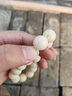 石玥珠宝15mm缅料白玉菩提根木手串把件文玩佛念珠转运手链男女士款礼物 实拍图