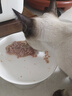 麦富迪猫罐头 成幼猫通用宠物猫零食湿粮三种肉小金罐大肉块鸡肉鲜虾85g 实拍图