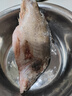 京乐狳桂鱼淡水鳜鱼鳌花鱼现捕鲜活现杀整条季花鱼 一条约500g(净膛前)现杀现发 一条装 实拍图