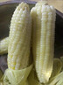 顾果鲜广西白糯牛奶玉米9斤新鲜现摘黏粘棒子带皮生苞米甜嫩农家自种 5斤 实拍图