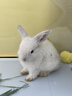 暮秋小主血统宠物兔垂耳兔活体大型安哥拉长毛迷你侏儒猫猫兔活物已做疫苗 单血统霜白垂耳兔（公母备注） 实拍图