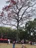 富安娜法兰绒加厚床笠 防静电保暖单件床罩 双人加大1.8米床(180*200cm) 实拍图
