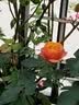 卡尔顿（Calleton）蜂蜜蛋糕面包早餐芋泥卷藜麦卷多款面包休闲零食下午茶饱腹点心 芋香无边吐司300g 实拍图