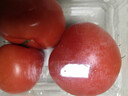 番茄约500g 实拍图