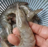 东上御品虾 青岛大虾基围虾鲜活青虾白虾海虾对虾冰虾冻虾生鲜 虾类 海鲜 3斤(净重)  气冻大虾【活虾速冻】 15-18cm【单只超大虾】 实拍图