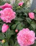 盆栽茶花苗 四季香妃茶花盆栽带花苞浓香型庭院室内好养五色赤丹树苗花卉植物 精品五色茶花 2年苗 实拍图