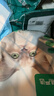 网易严选全价猫粮4.0 宠物主粮成幼猫无谷鲜肉美毛护肠胃 鸡鸭禽肉味10kg 实拍图