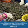 卖鱼郎先生青岛盐冻大虾净重3.6斤 10-15只/斤 白虾大虾基围虾生鲜 虾类 实拍图