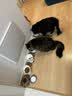 比瑞吉猫粮优选系列 原切鸡肉冻干 老年猫粮2kg*3包 实拍图