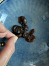 富昌桂圆肉480g 无核免剥福建特产干货龙眼肉干果 源头直发包邮 实拍图