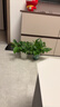双盟绿萝盆栽除甲醛花卉绿植办公室新房净化空气 120款10盆源头直发 实拍图
