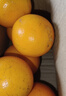 湖南芷江冰糖橙新鲜甜爆汁冰糖柑当季水果产地直发树上熟50-60mm 麻阳冰糖橙 带箱橙2斤装50-60mm 实拍图