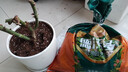 德沃多植物营养土通用8L园艺养花土种菜花卉盆栽多肉种植土有机基质土壤 实拍图