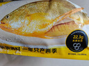三都港洄游季带籽黄花鱼1.1kg/条大黄鱼海鲜鱼类春节也送货 实拍图