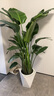 植男植女天堂鸟盆栽客厅室内大型绿植真花办公室大叶植物鹤望兰源头直发 实拍图