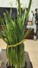 花翁漳州水仙花种球盆栽水养花卉绿植室内冬季水培植物带花苞源头直发 实拍图