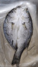 GUO LIAN国联水产 三去海鲈鱼400g*3条 总净重2.4斤 鱼类年货节源头直发 实拍图