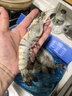 GUO LIAN国联 黑虎虾超大规格斑节虾无冰净重2斤 16-20只高虾青素年货送礼 实拍图