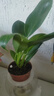 新大叶金钻绿公主盆栽植物除甲醛绿植办公室四季常青室内客厅摆放 【1盆】金钻+基地原盆 含盆高度15-20厘米 实拍图
