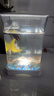 燕之雁 桌面斗鱼缸 微景观鱼缸 迷你水族箱 LED氛围灯+造景+盖+托盘 实拍图