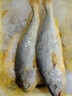 鲜京采 冷冻三去黄花鱼(宁德大黄鱼)1700g (5条装)  礼盒 生鲜海鱼  实拍图