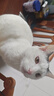 迈路士猫粮牛肉味鱼肉味成猫幼猫通用型全价全阶段猫粮营养均衡猫主粮 鱼肉味冻干六拼猫粮（40%冻干） 5斤 实拍图