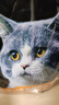 亿迪 冻干猫粮幼猫成猫10斤全价布偶蓝猫英短成年全阶段 实拍图