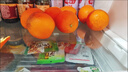 土八鲜江西橙子赣南脐橙新鲜水果赣州脐橙手剥甜橙礼盒 奋进橙9-10斤【单果200g+】 实拍图