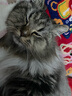 阿飞和巴弟猫条猫零食猫罐头冻干试吃礼包4件装【迪士尼疯狂动物城】 实拍图