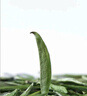 竹叶青绿茶静心 峨眉山茶特级100g 2025明前茶袋装茶叶自己喝13003 实拍图