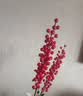 花点馨意冬青发财果仿真花装饰摆件红果新年宵花卉假花餐桌插花6叉2支5189 实拍图