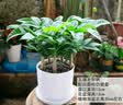 叹为观止18种吊兰任你选金边吊兰各种盆栽花卉客厅垂吊桌面植物净化空气 五福发财树【陶瓷盆】 含盆 实拍图