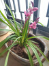 劉閣蘭花兰花苗 香妃 有香味的夏带花苞出售室内外花卉绿植盆栽草观花植物 红满天5苗带花苞 加盆土肥说明书 实拍图