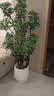 植卉居塑料花盆轻奢高级感发财树盆景蝴蝶兰专用室内大型绿植花盆 聚宝盆-390【31*39】配移动托盘 一套装 实拍图