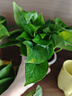 双盟 绿萝盆栽除甲醛花卉绿植办公室新房净化空气110款10盆装源头直发 实拍图