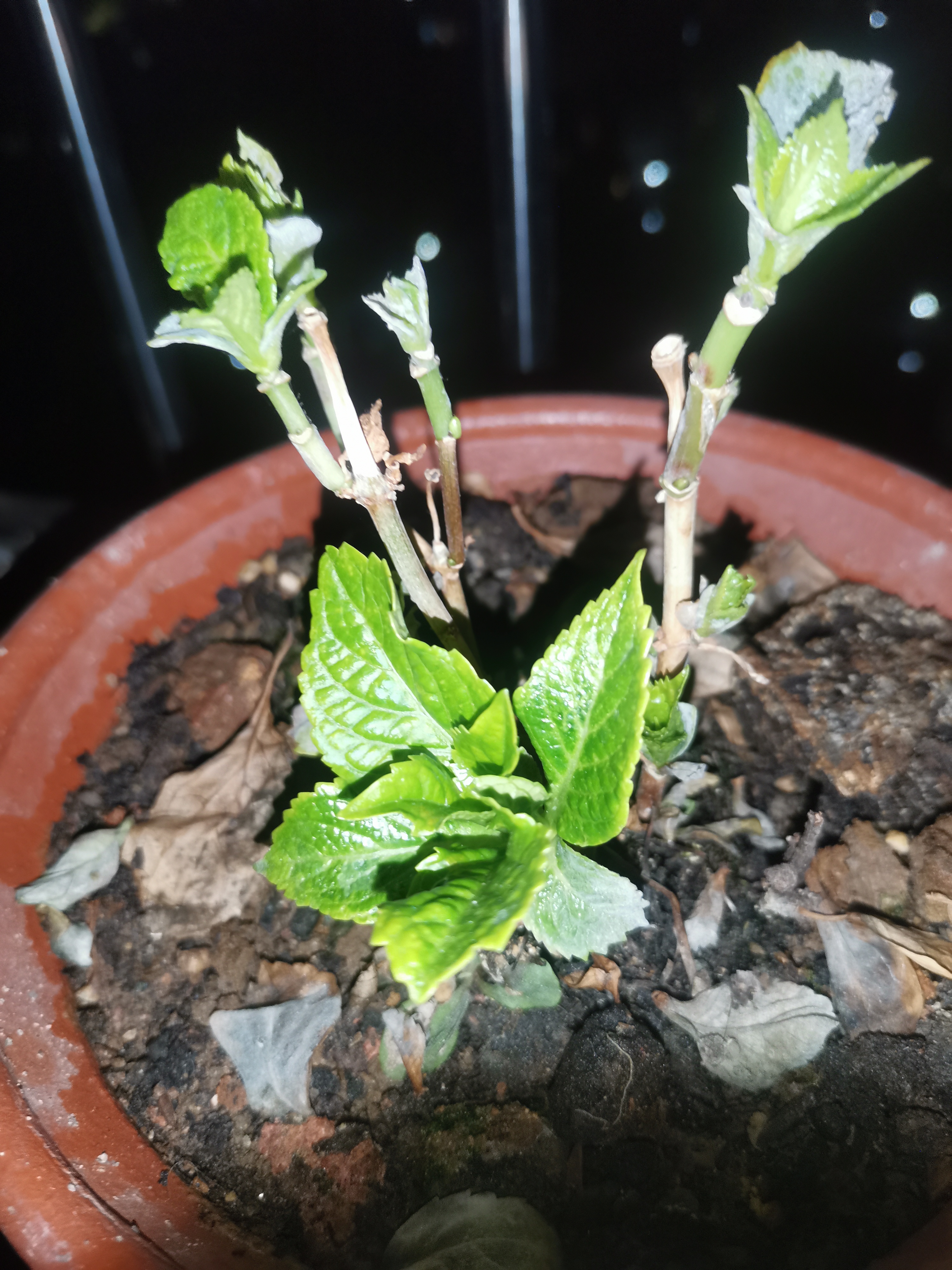 绣球花苗无尽夏带花苞四季开花绣球花盆栽庭院好养花卉植物室内花 无尽夏【大花绣球-无尽星河】 小苗【隔年开花】原盆宽11cm高18cm冠12cm 实拍图