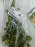 带根香菜100g 实拍图